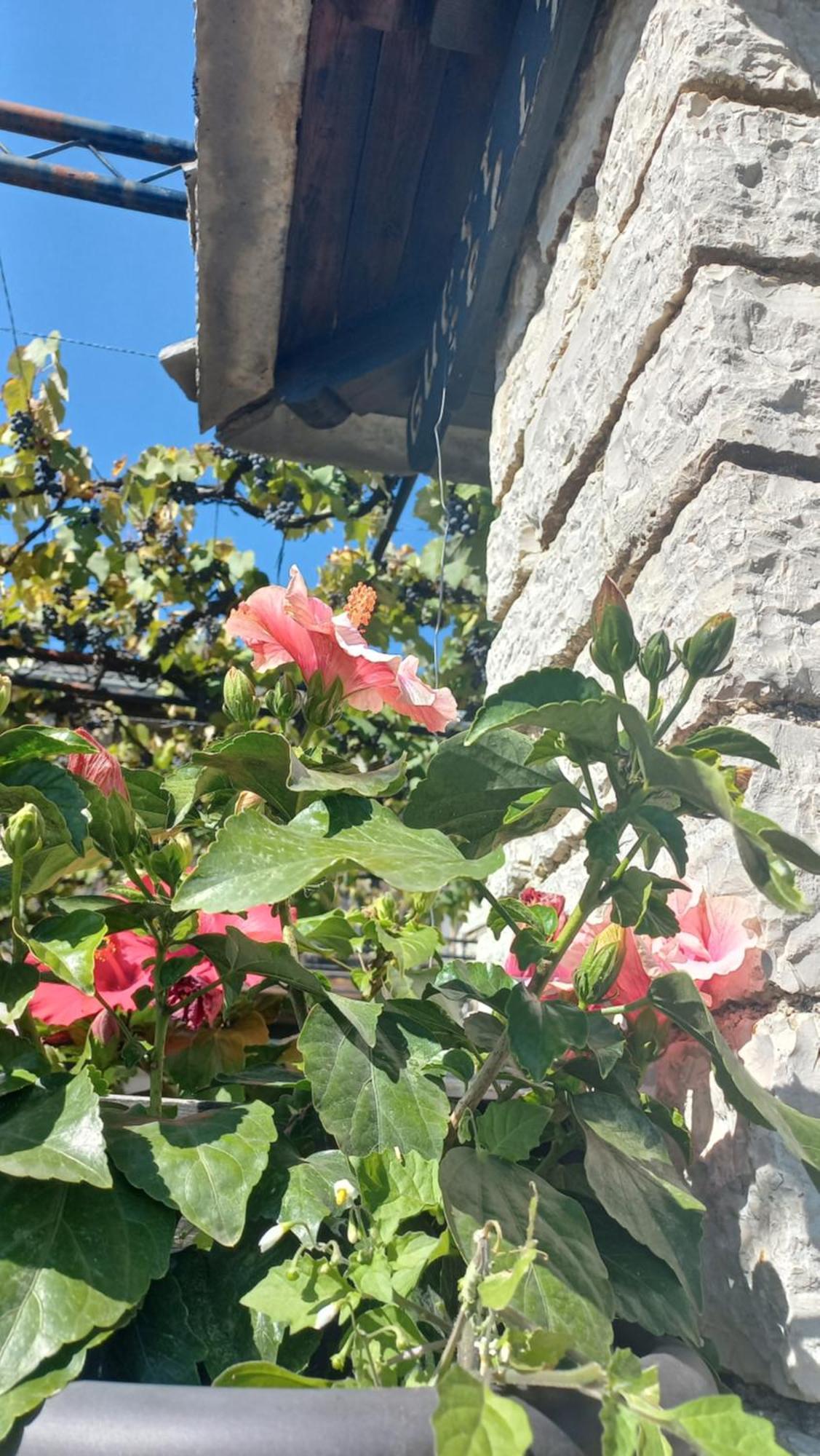 ויצה Guesthouse Selini מראה חיצוני תמונה