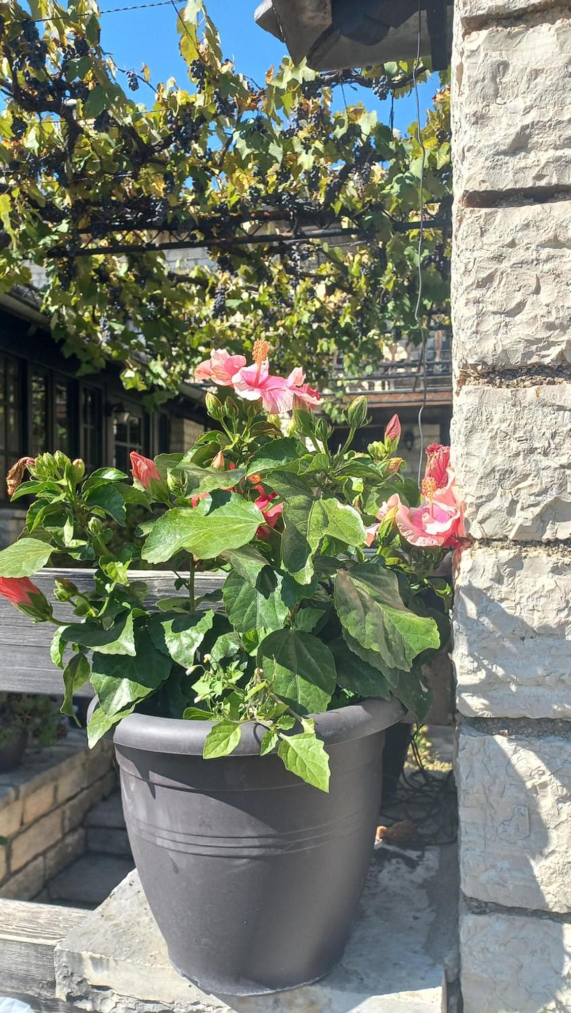 ויצה Guesthouse Selini מראה חיצוני תמונה