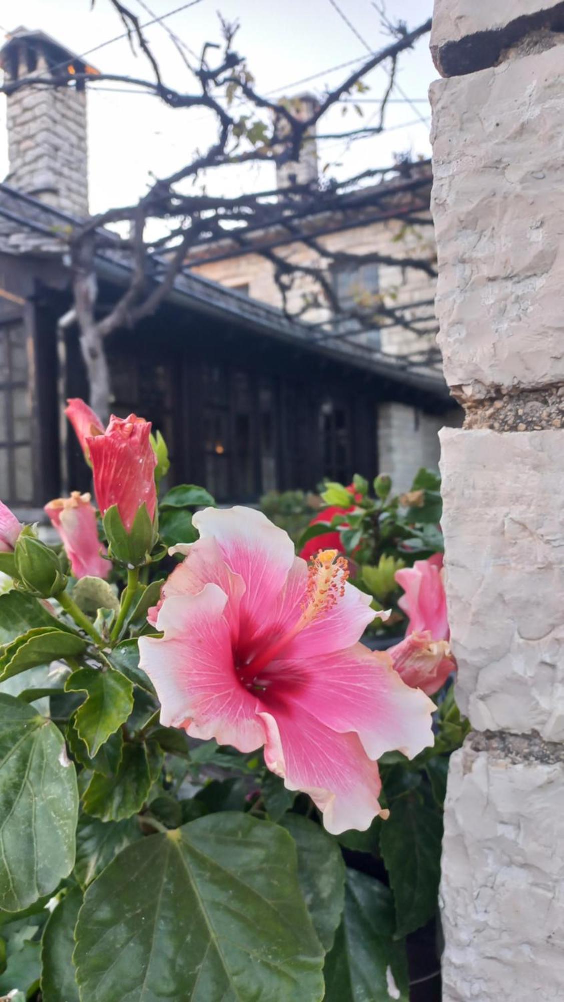 ויצה Guesthouse Selini מראה חיצוני תמונה